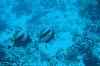 Rotmeer Wimpelfische